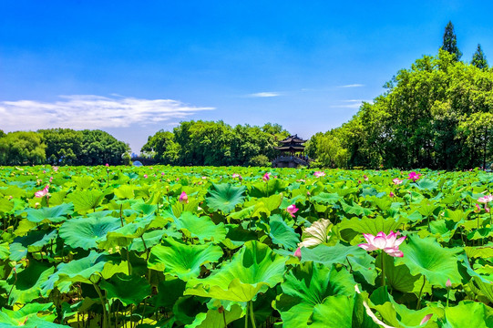 曲院风荷 西湖风光