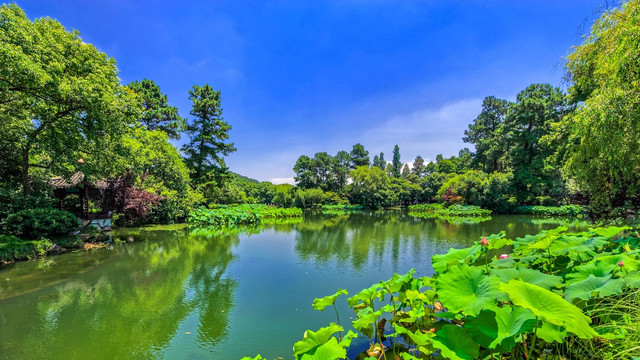 曲院风荷 西湖风光