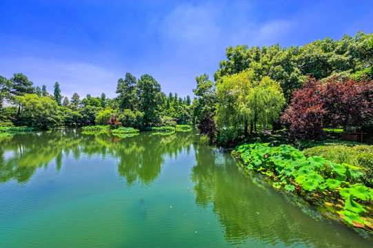 西湖 曲院风荷