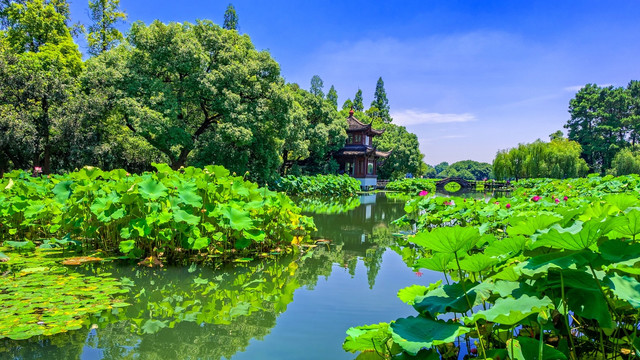 曲院风荷 西湖风光