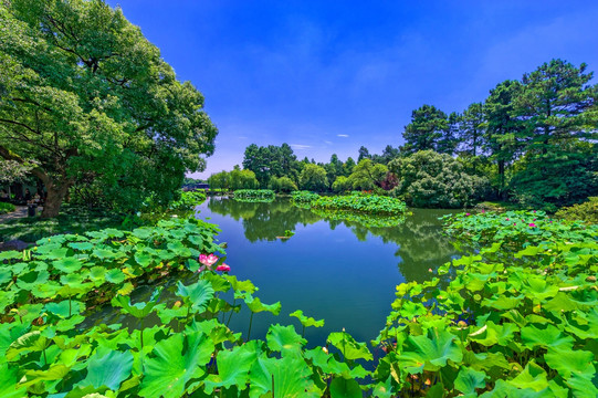 曲院风荷 西湖