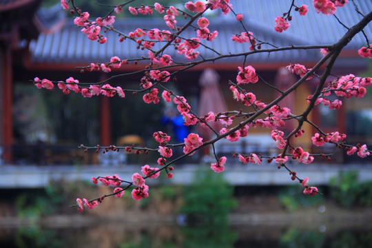 橘子洲梅花