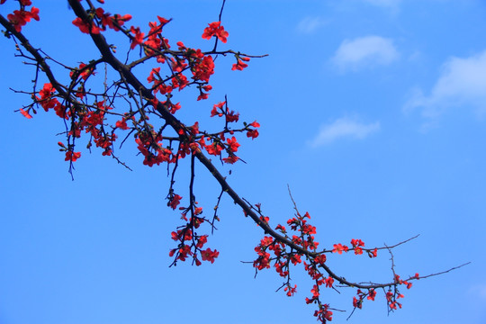 橘子洲海棠花