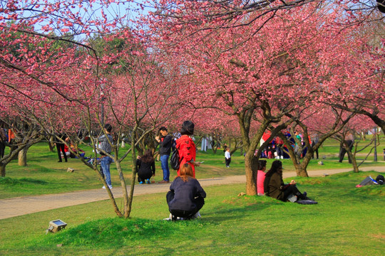 橘子洲梅园梅花