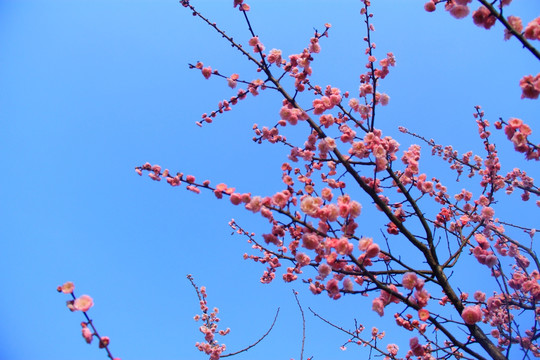 蓝天白云下的梅花