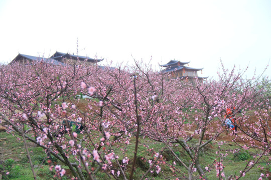 漫山遍野桃花海