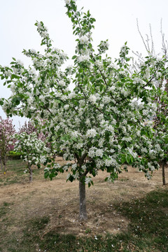 苹果树 沙果树