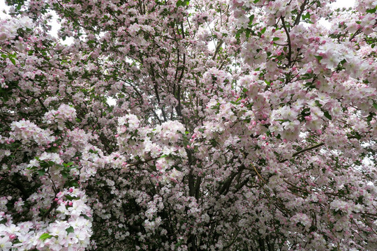 西府海棠 满树花开