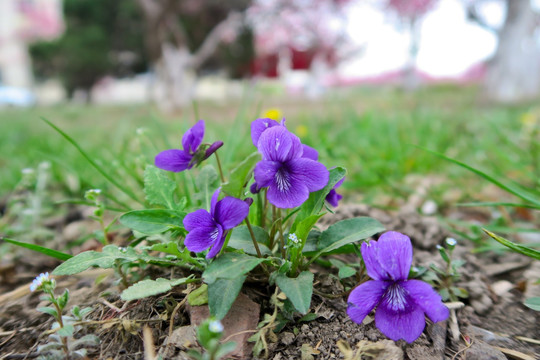 紫花地丁