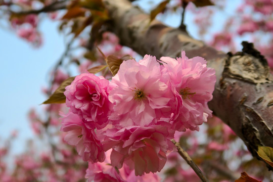 樱花 红叶樱花