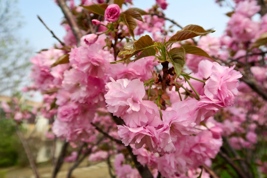 樱花 红叶樱花