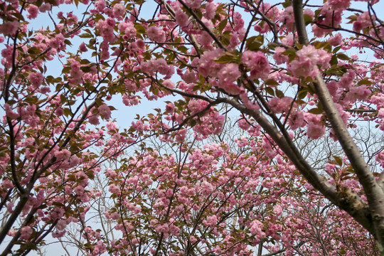 红叶樱花