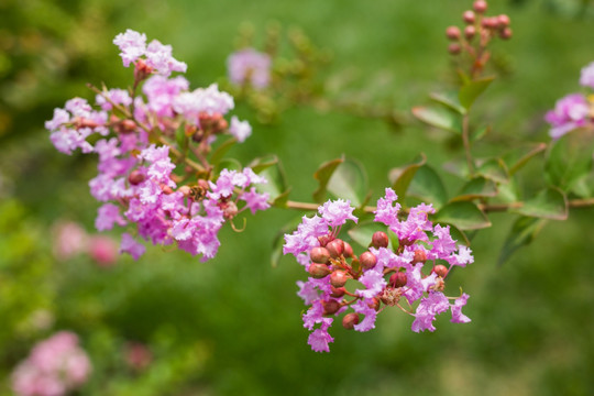 紫薇花