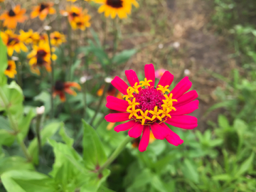 日本百日菊