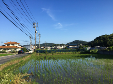 日本农村 稻田 水田