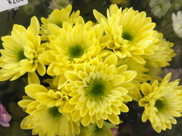 菊花 鲜花 日本菊花