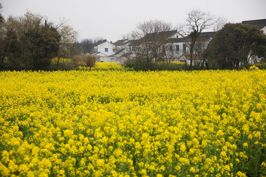 油菜花田