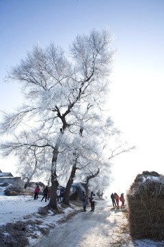 吉林雾凇岛