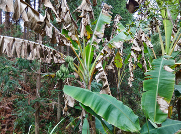 香蕉树