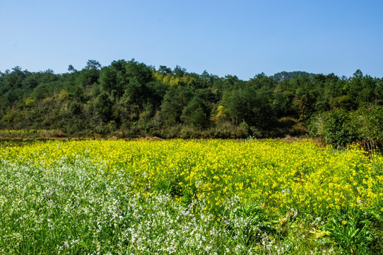 油菜花