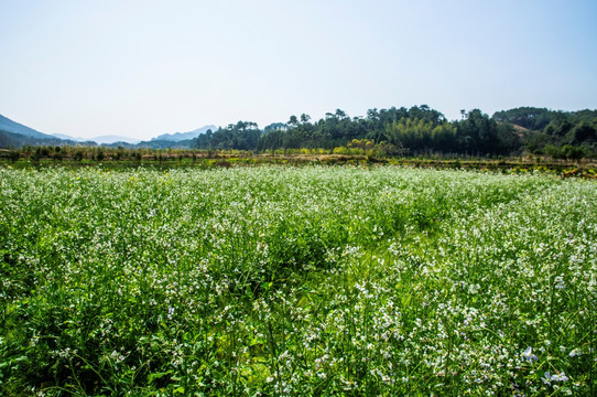 油菜花