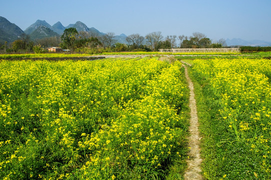 油菜花