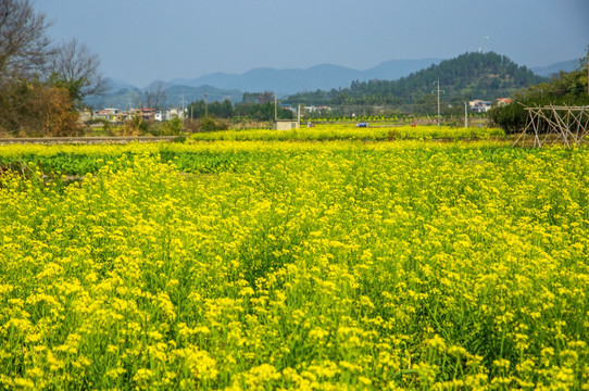 油菜花