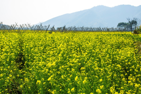 油菜花