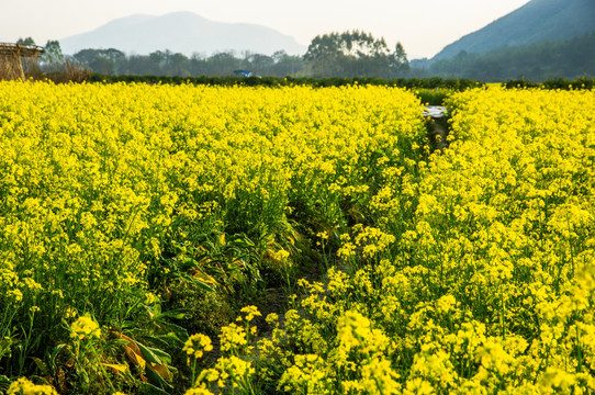 油菜花