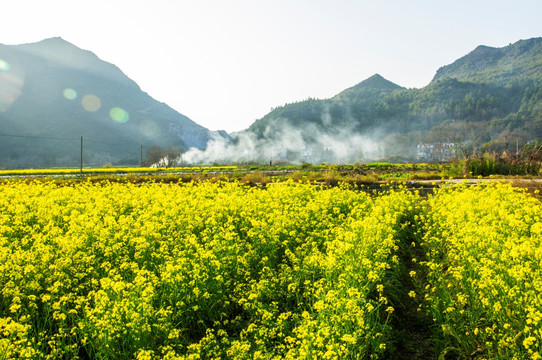 油菜花