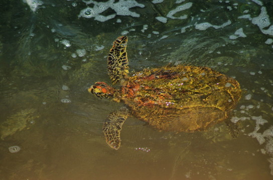 海龟 玳瑁