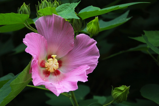 木芙蓉