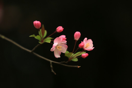 垂丝海棠