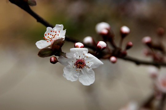 红叶李