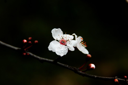 红叶李