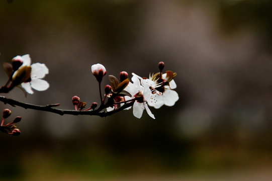 红叶李