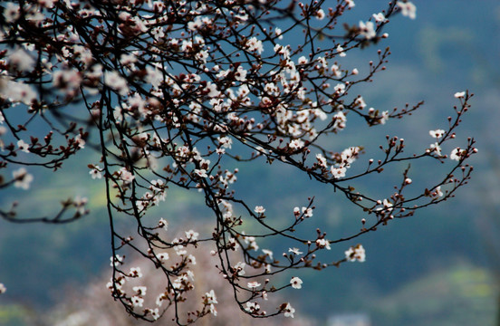 红叶李