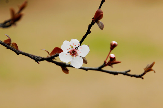 红叶李