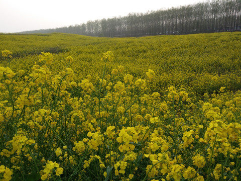 油菜花