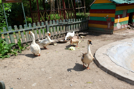 太阳岛 大鹅