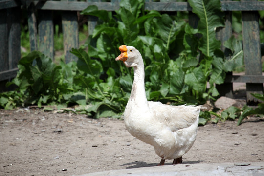 太阳岛 大鹅 鹅 动物