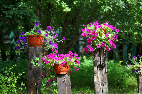 俄罗斯风情园 花卉