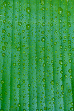 雨打芭蕉