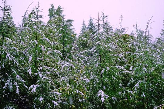 绿树林之雪