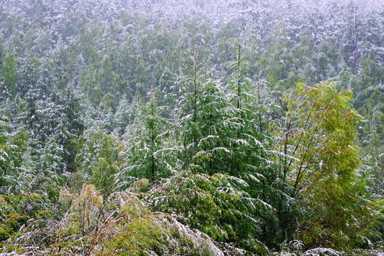 秋林之雪