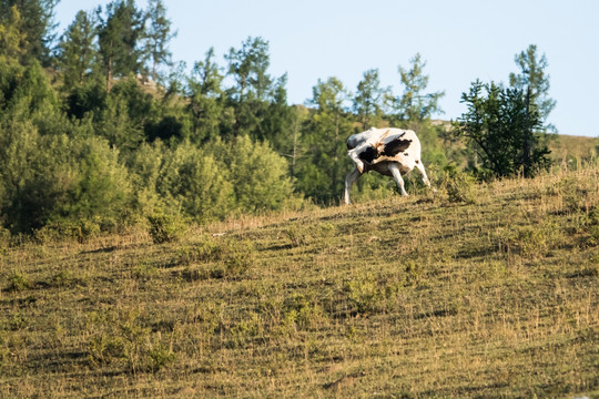 喀纳斯高山草甸牧场里吃草的牛