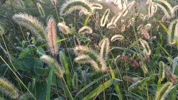 狗尾巴草