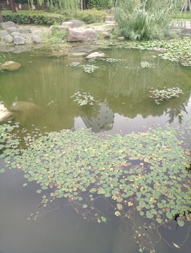 湖泊 公园小景