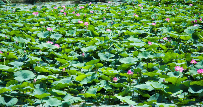 荷花池