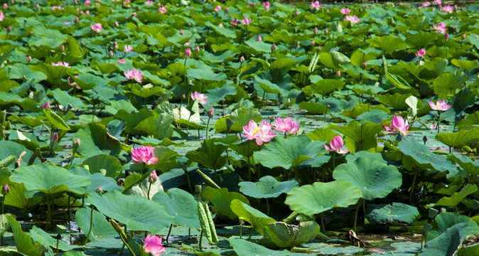 荷花池公园